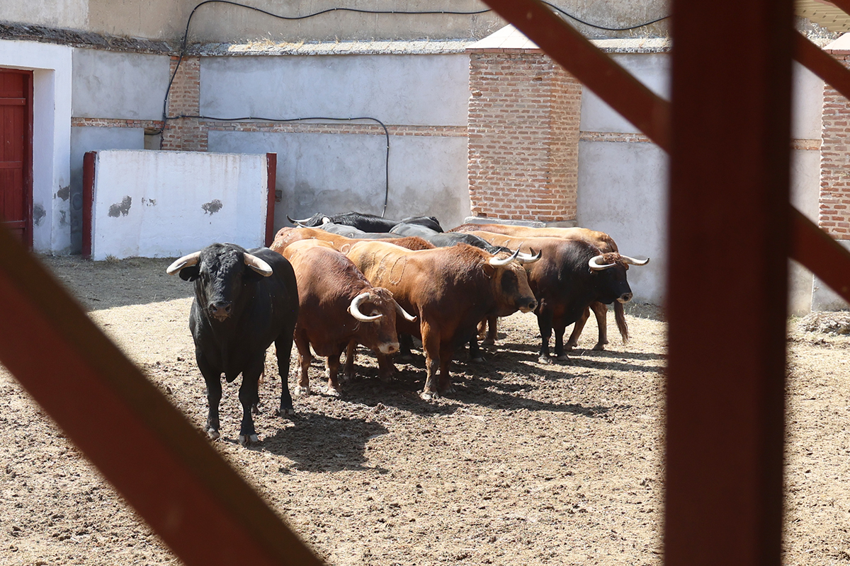 Sorteados y enchiquerados los Núñez del Cuvillo para la corrida extraordinaria de Aranjuez