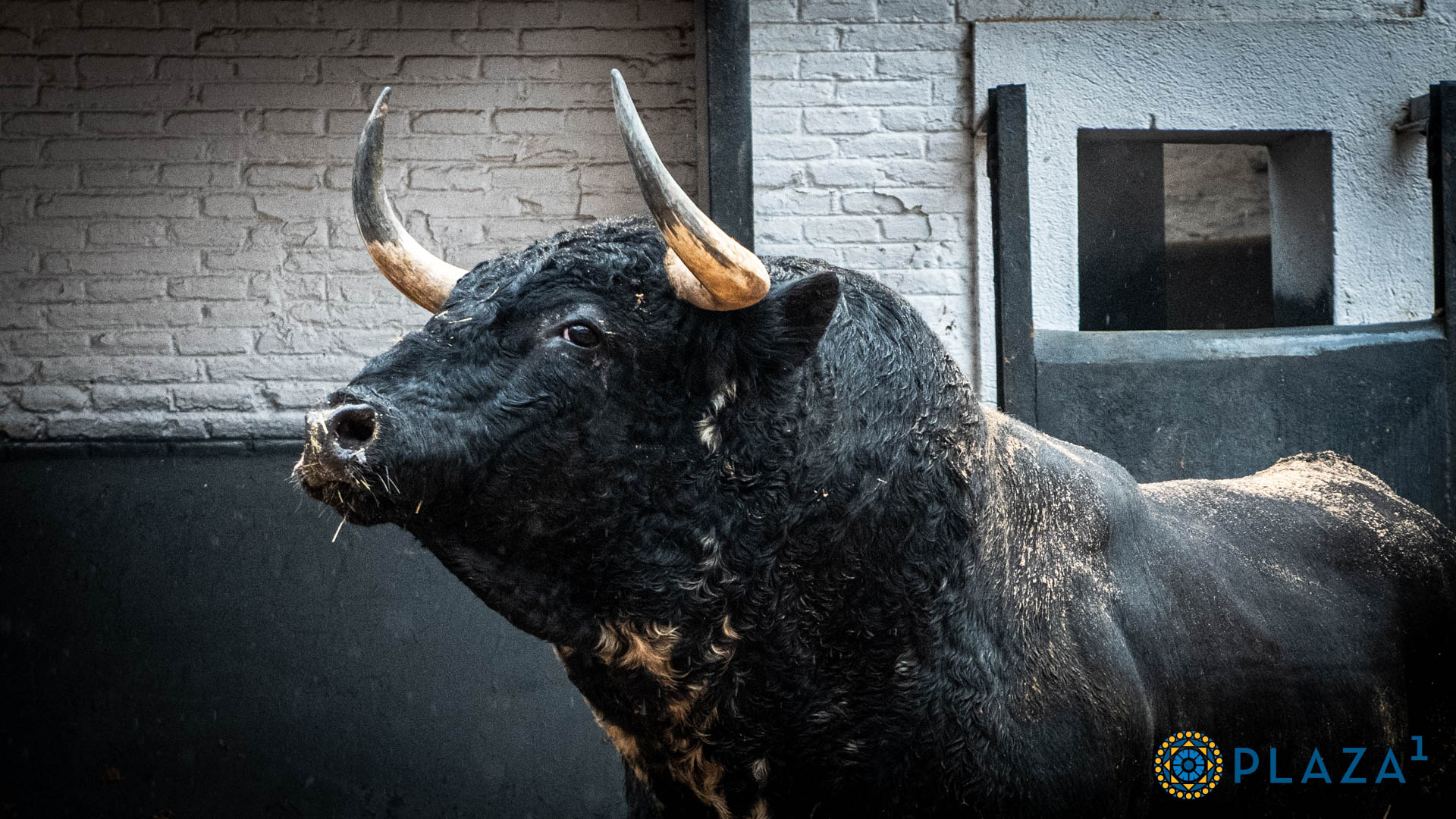 'Niñito' de El Pilar abre la corrida goyesca de esta tarde en Las Ventas
