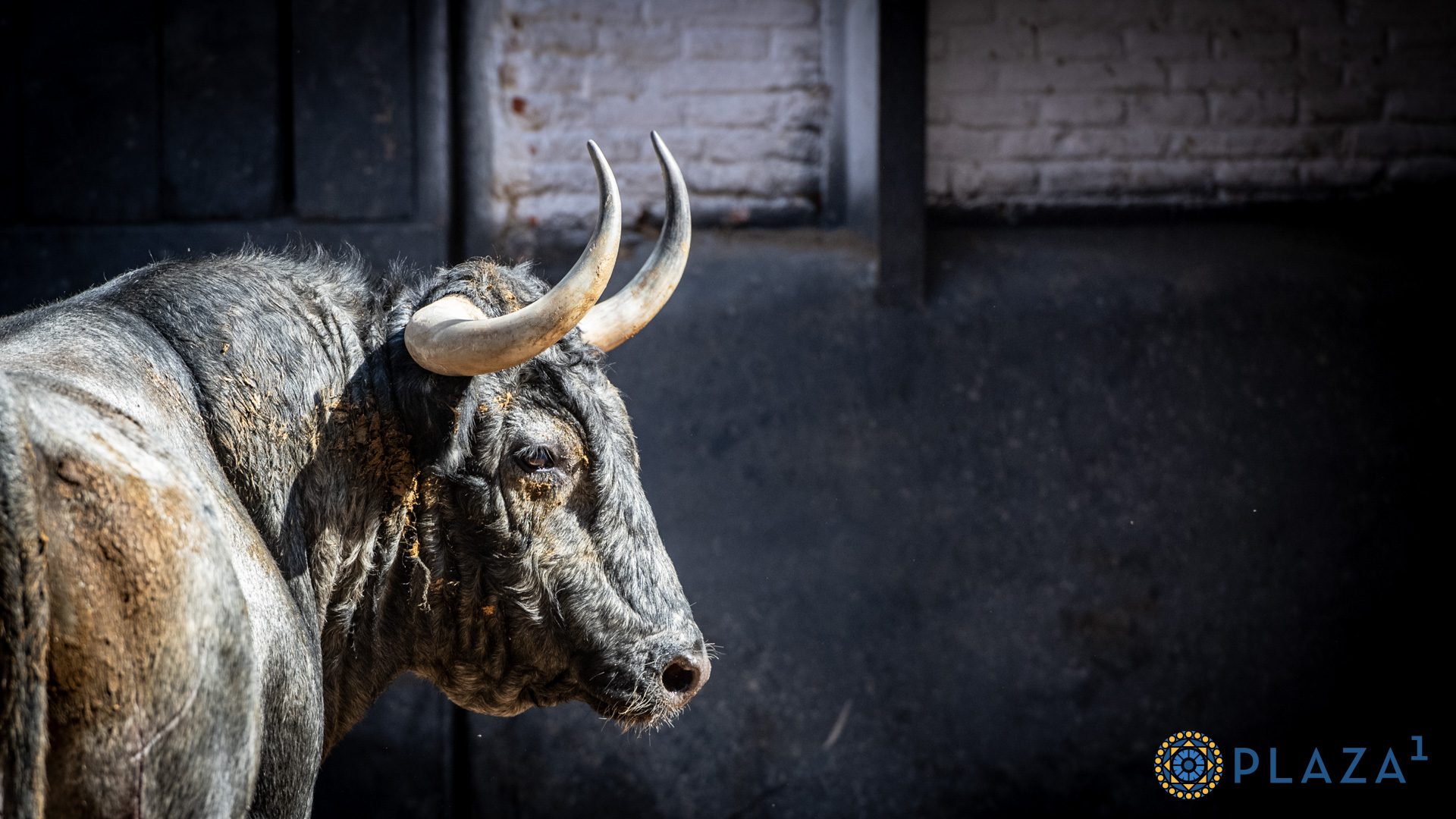 Sorteados los toros de Adolfo Martín para la vigesimoprimera cita de San Isidro