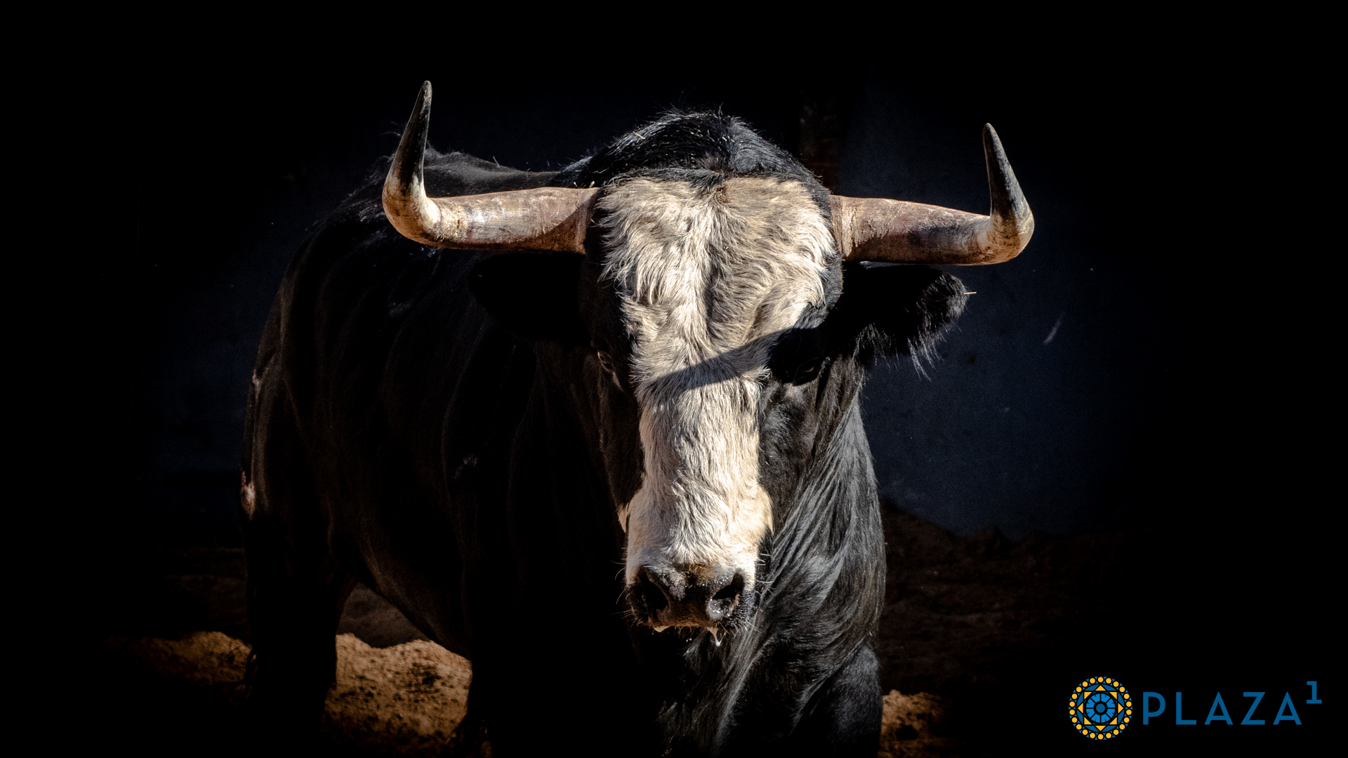 Sorteados y enchiquerados los novillos que abren la Feria de la Comunidad en Las Ventas