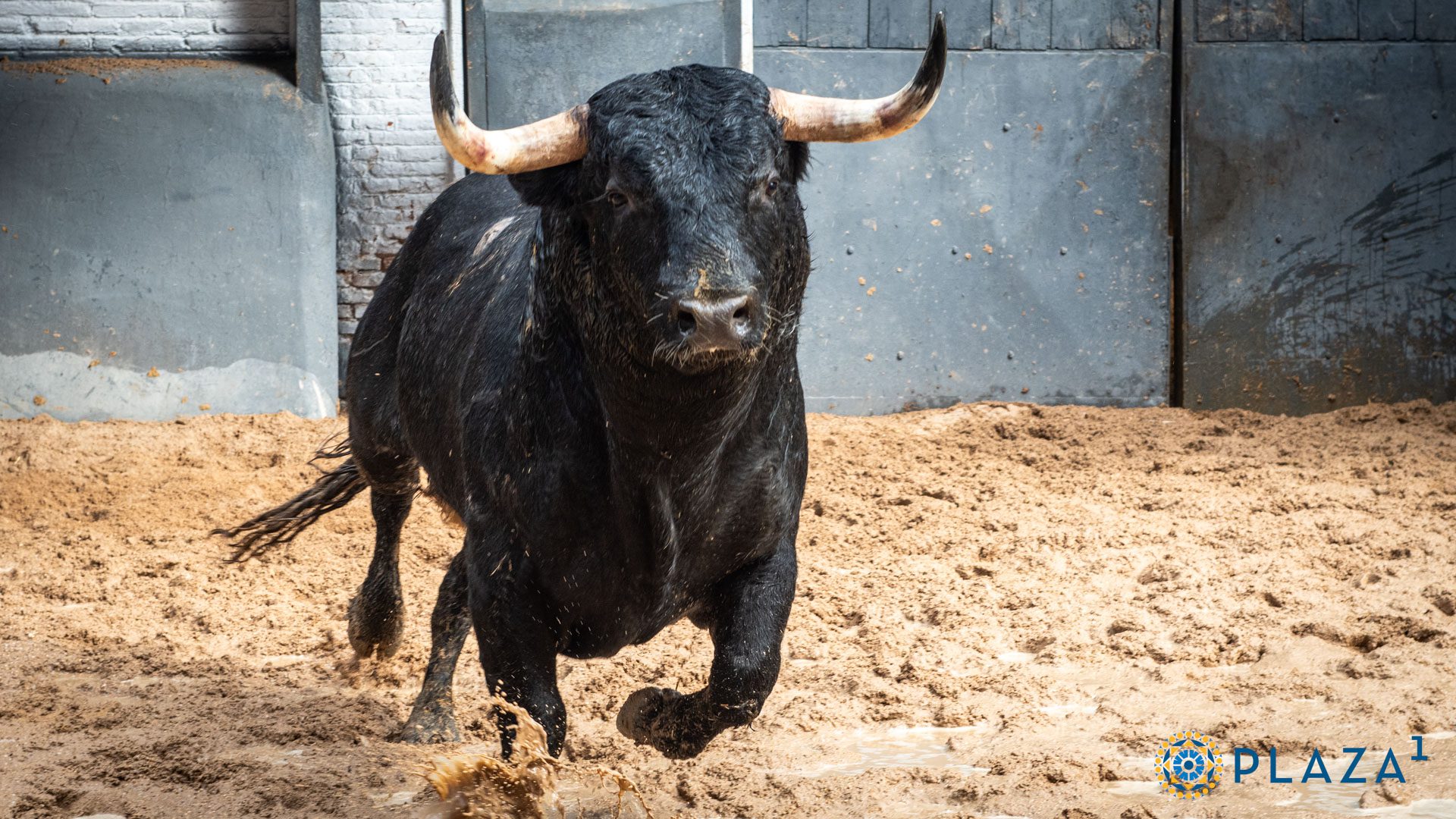 ‘Jacobino’ de Couto de Fornilhos cierra la feria de la Comunidad en Las Ventas