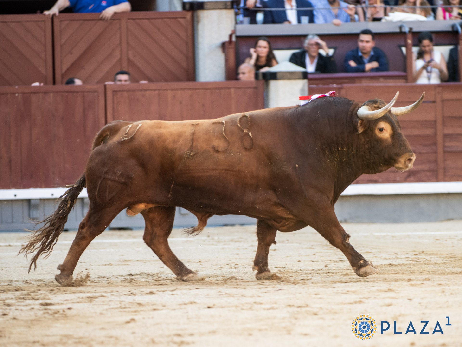 ‘Bullanguero’, clase y fondo en una embestida que sostuvo la faena de Urdiales
