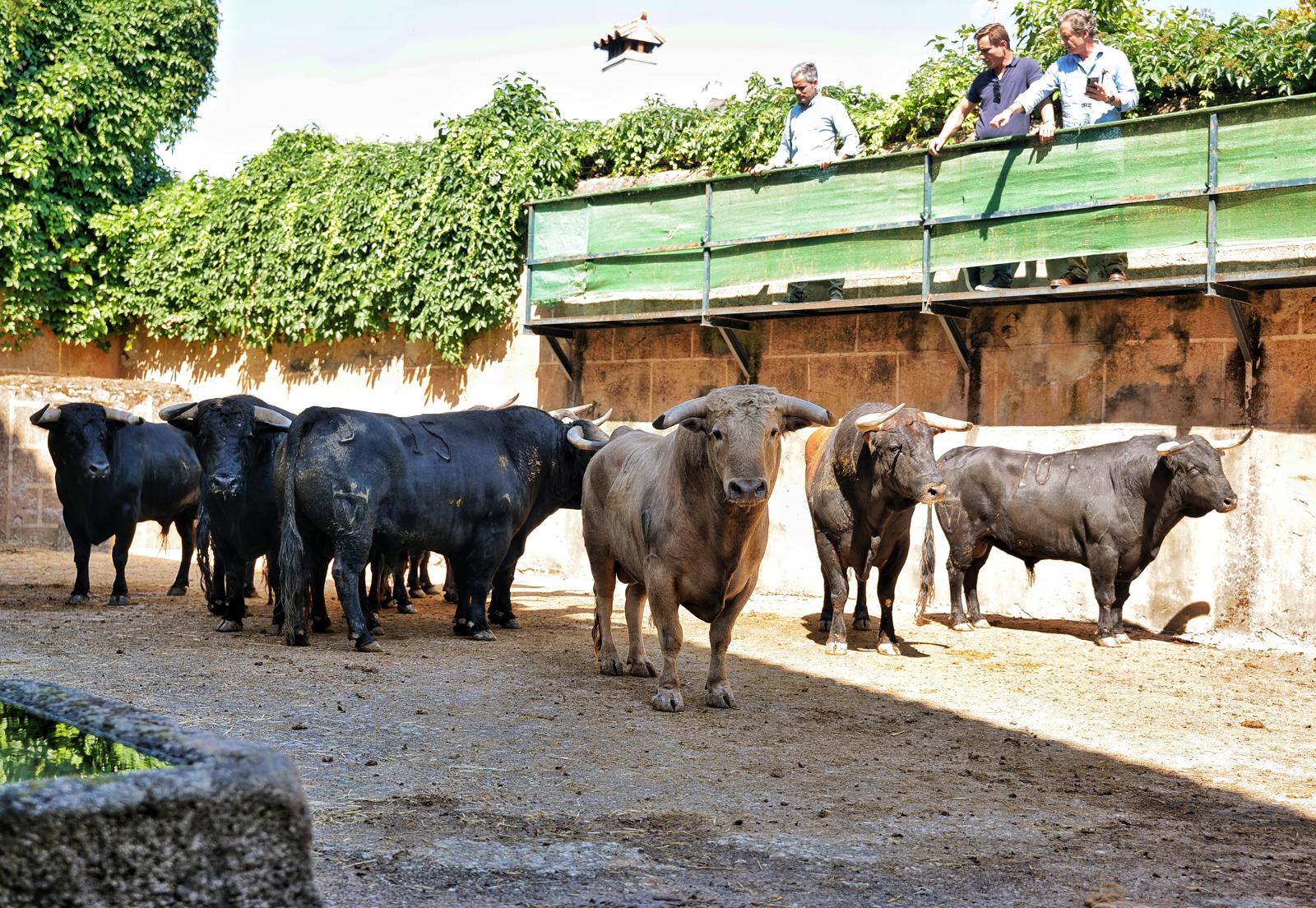 'Vestigio' abre la corrida de Juan Pedro Domecq en Cáceres