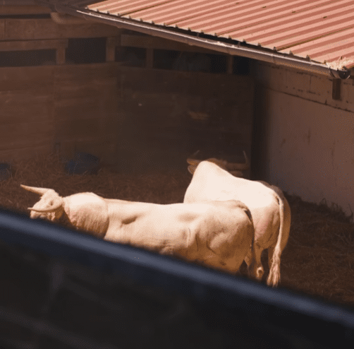 ‘Novatón’ de Prieto de la Cal abre el festejo vespertino en Vic
