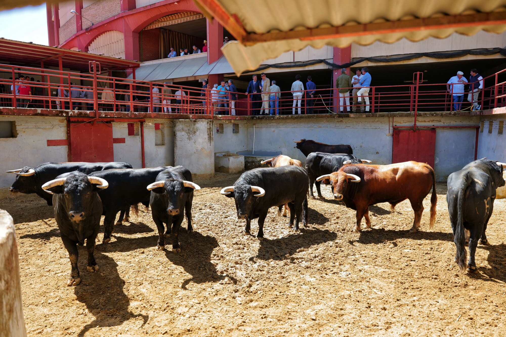 Sorteados en Córdoba los novillos de El Cotillo–Hnos. Collado Ruiz para la novillada que abre la feria