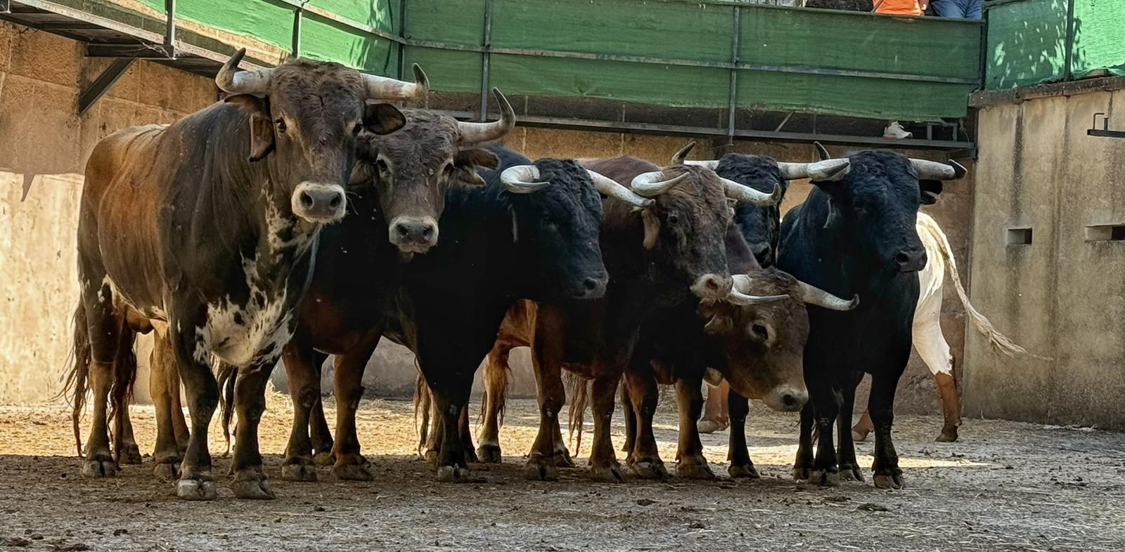 Sorteados los novillos de Macandro que abren la feria de San Fernando en Cáceres