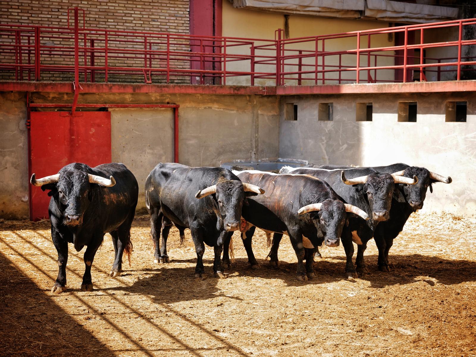 Los toros de Benítez Cubero y Pallarés, enchiquerados para la corrida de rejones de la Feria de la Salud en Córdoba