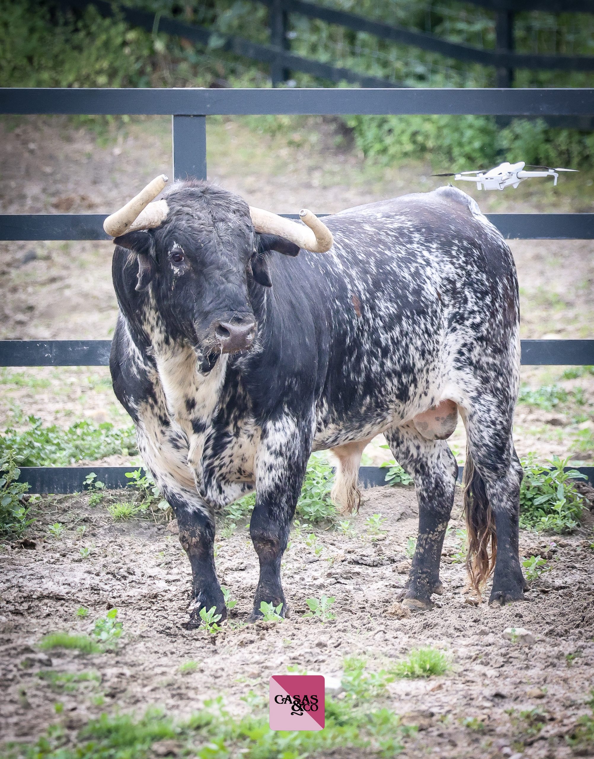Desde el campo: así son los toros de Santiago Domecq para Castella, Luque y Emilio de Justo en Nimes