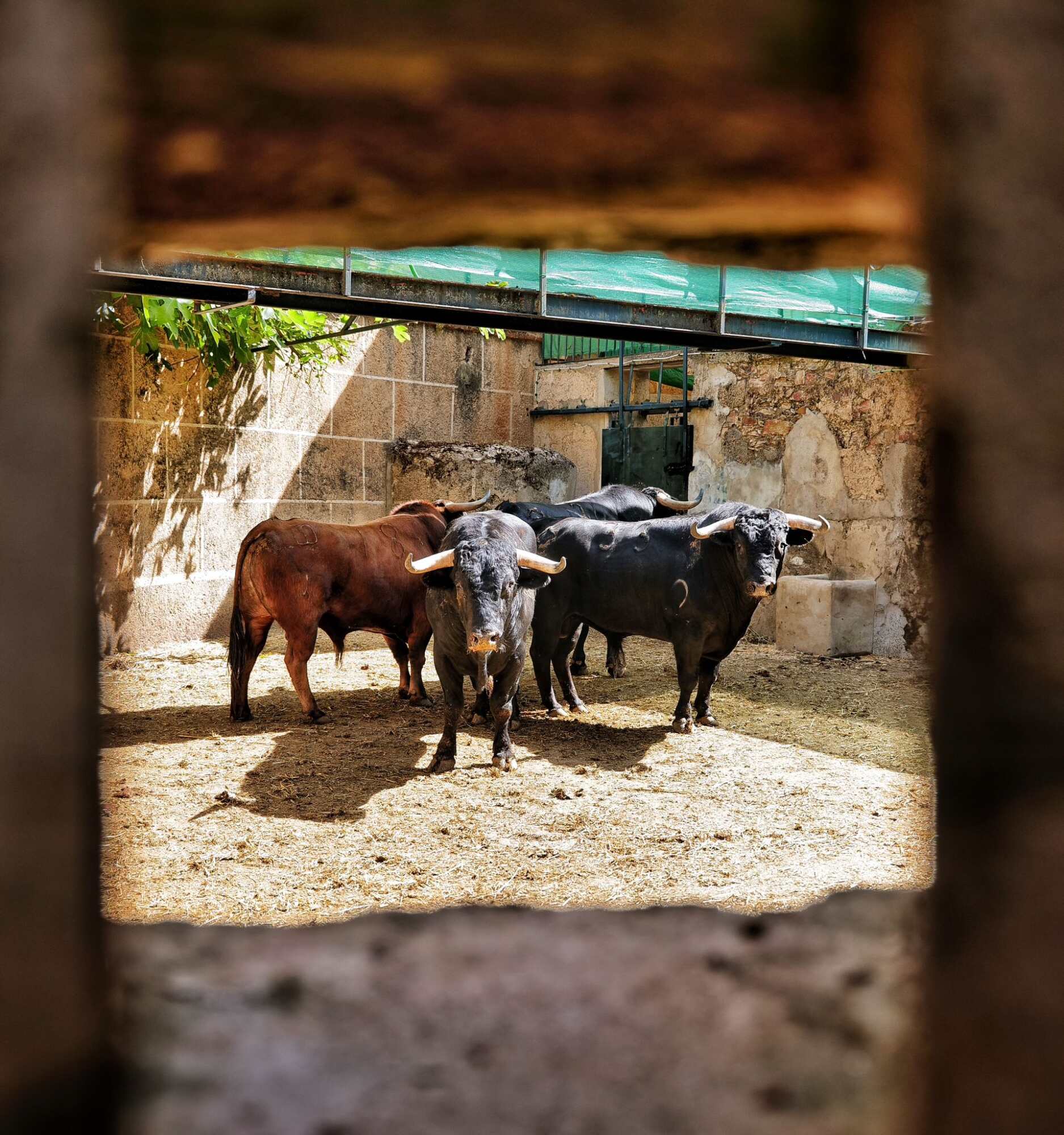 'Ufano' de La Ventana del Puerto será el toro de la alternativa de Julio Méndez en Cáceres
