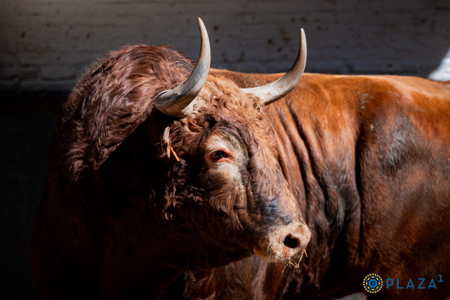 Seis toros de El Vellosino sustituye a El Parralejo en la corrida de este jueves en Las Ventas