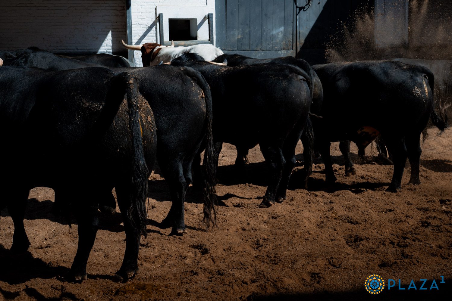 Sorteados los toros de María Guiomar Cortés de Moura para la segunda corrida de rejones de San Isidro