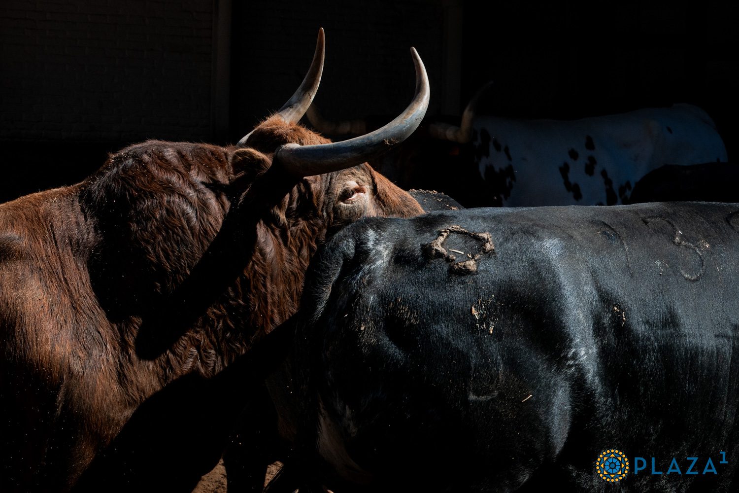 Tres de Puerto de San Lorenzo y Tres de La Ventana del Puert para la duodécima cita de San Isidro en Las Ventas