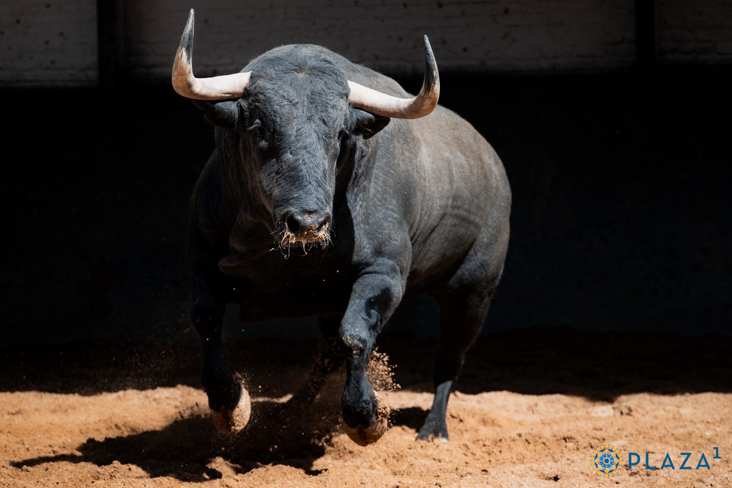 Cinco toros de Saltillo y uno de Couto de Fornilhos para la undécima cita de San Isidro en Las Ventas