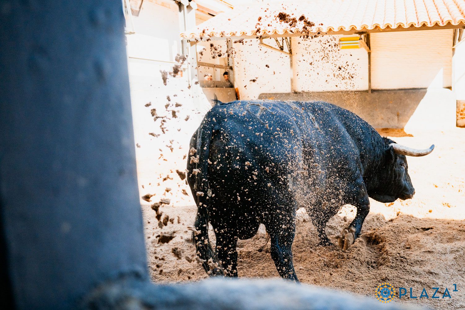 Sorteados y enchiquerados los toros de Ángel Sánchez y Sánchez para la primera de rejones en San Isidro