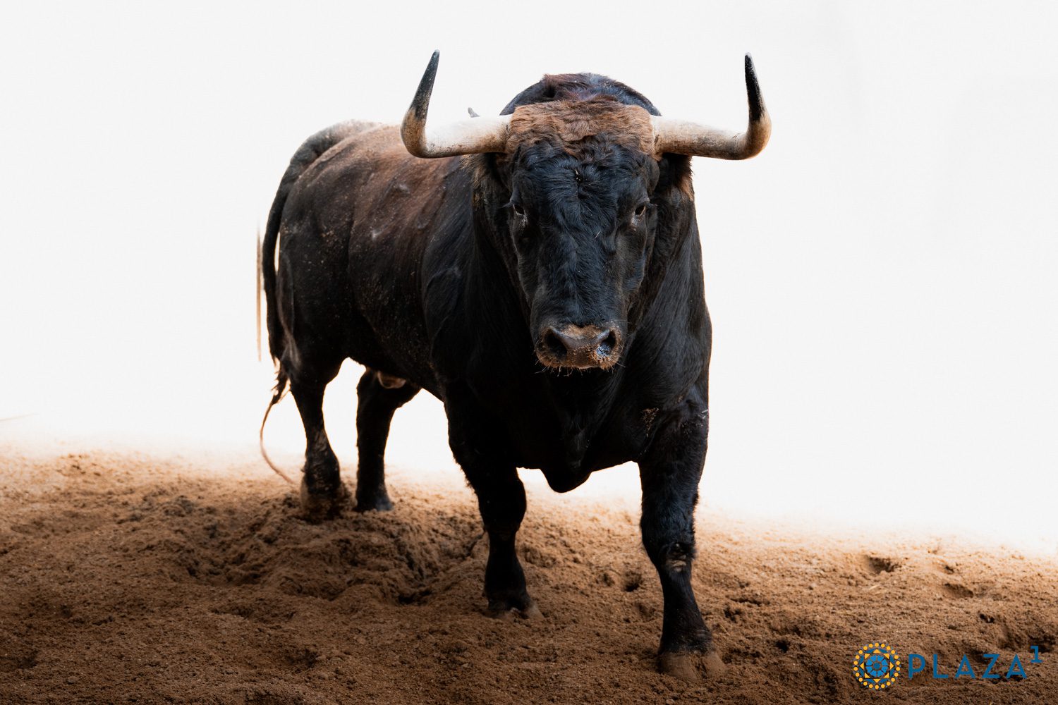 Sorteados los toros de Fuente Ymbro para la novena de San Isidro en Las Ventas