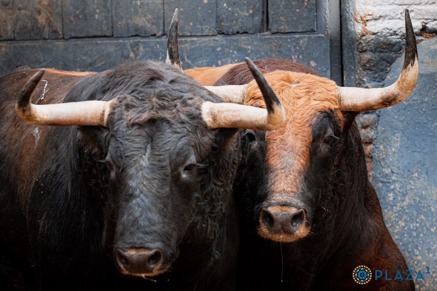 De 'Buscón ' a 'Herrerillo' los de seis toros de El Torero para el día del patrón en Madrid