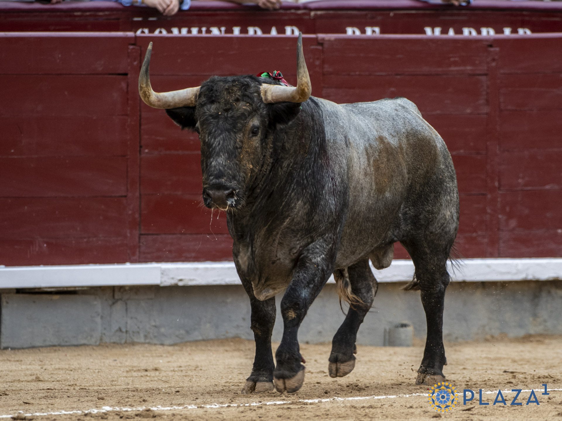 ‘Mentiroso’, nobleza con clase en un Adolfo Martín de buen fondo