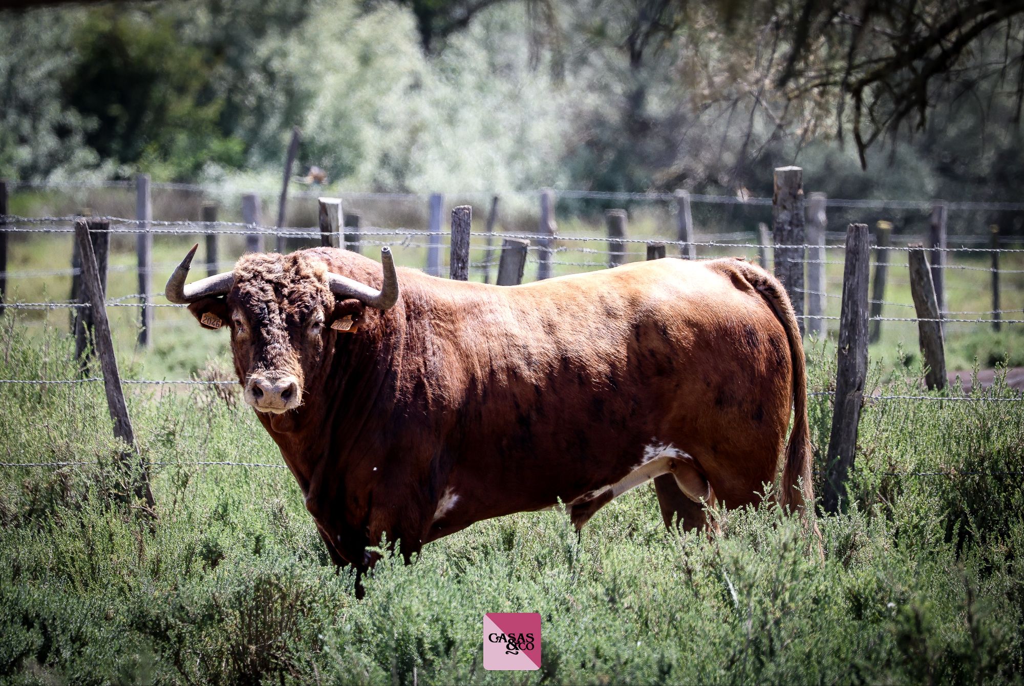 Los toros de Robert Margé para la corrida del 24 de mayo en Nimes, en imágenes
