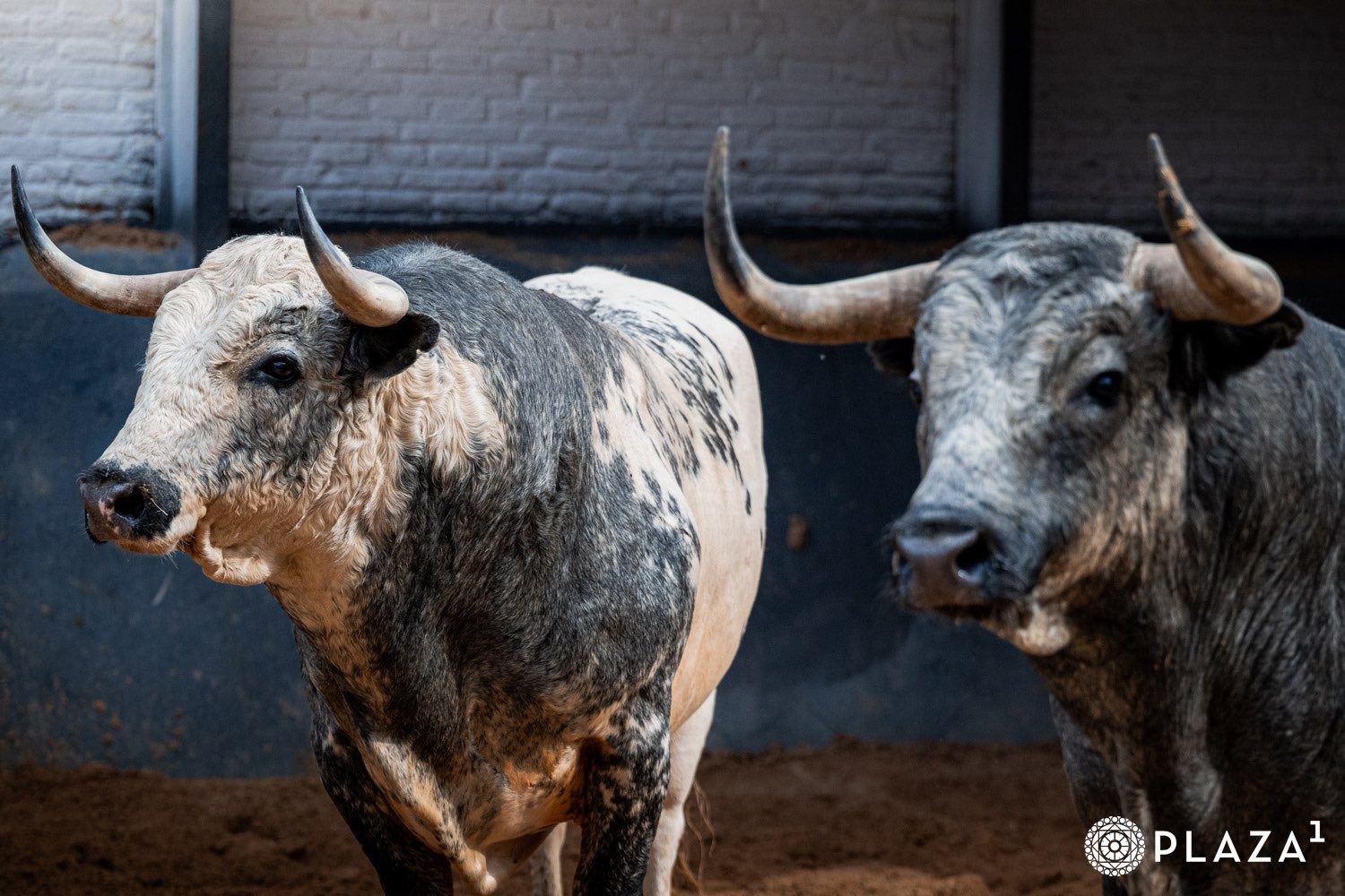 ‘Prisionero’ abre la corrida de La Quinta esta tarde en Las Ventas