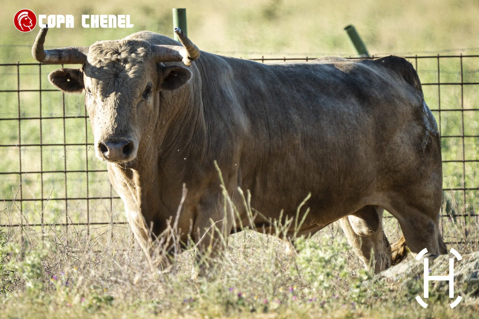 Así son los toros de Valdefresno y Aurelio Hernando para Cortés, Angulo y Chicharro en Moralzarzal