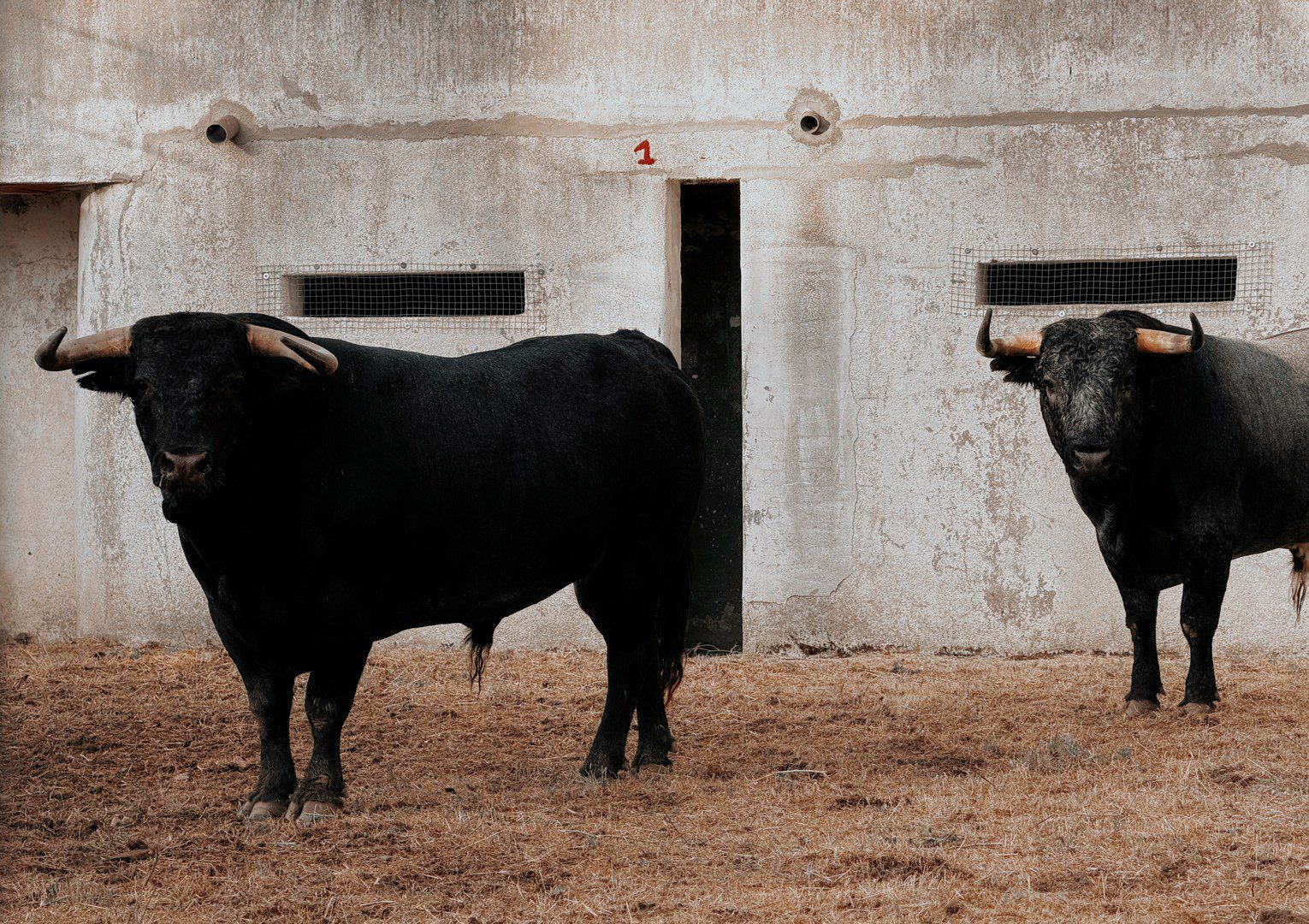 En vídeo, el desembarque de los toros de Pallarés para una tarde de máxima expectación en Ávila