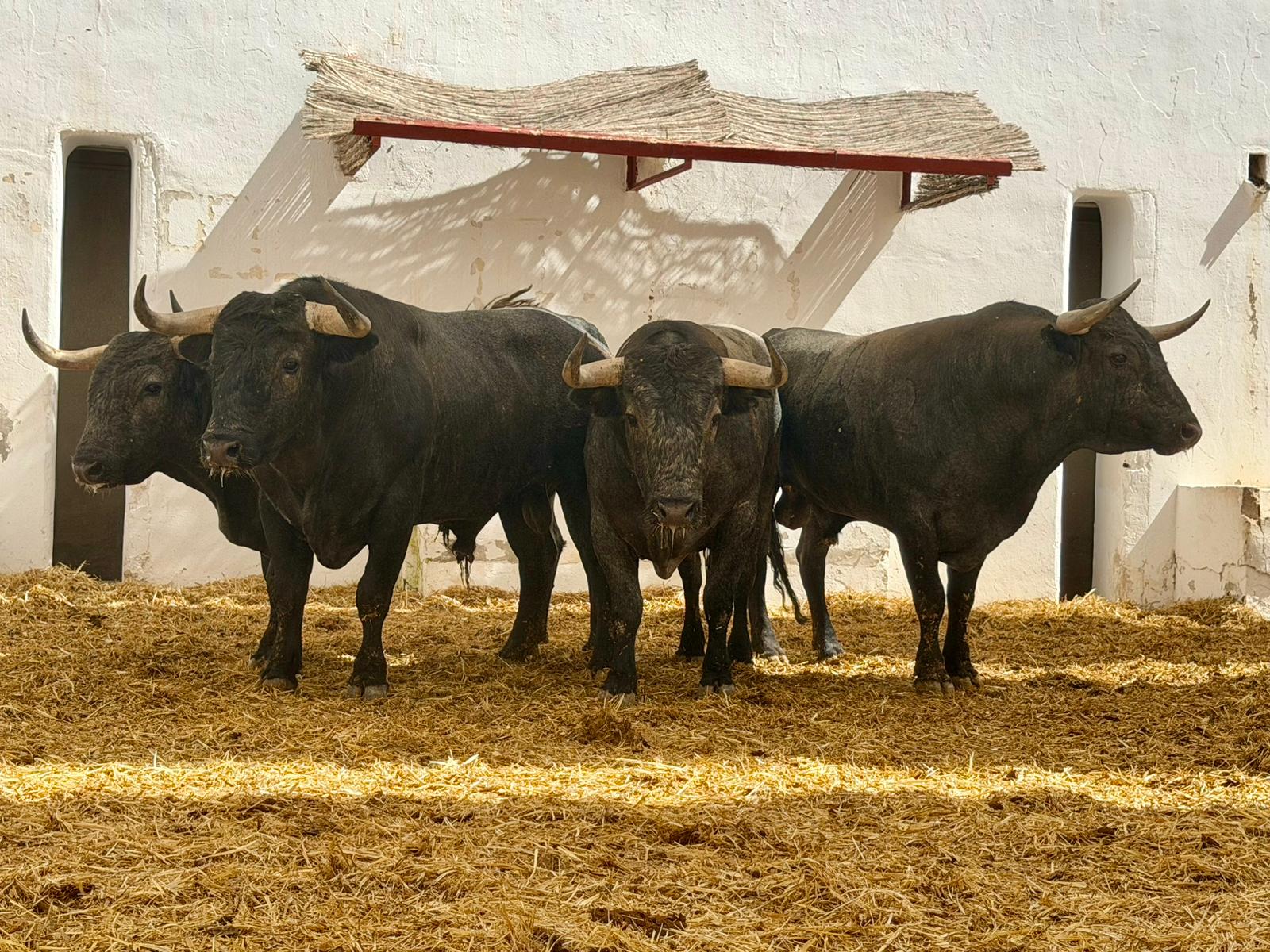 'Medianejo' de Victorino Martín abre la corrida del día del patrón en Alicante