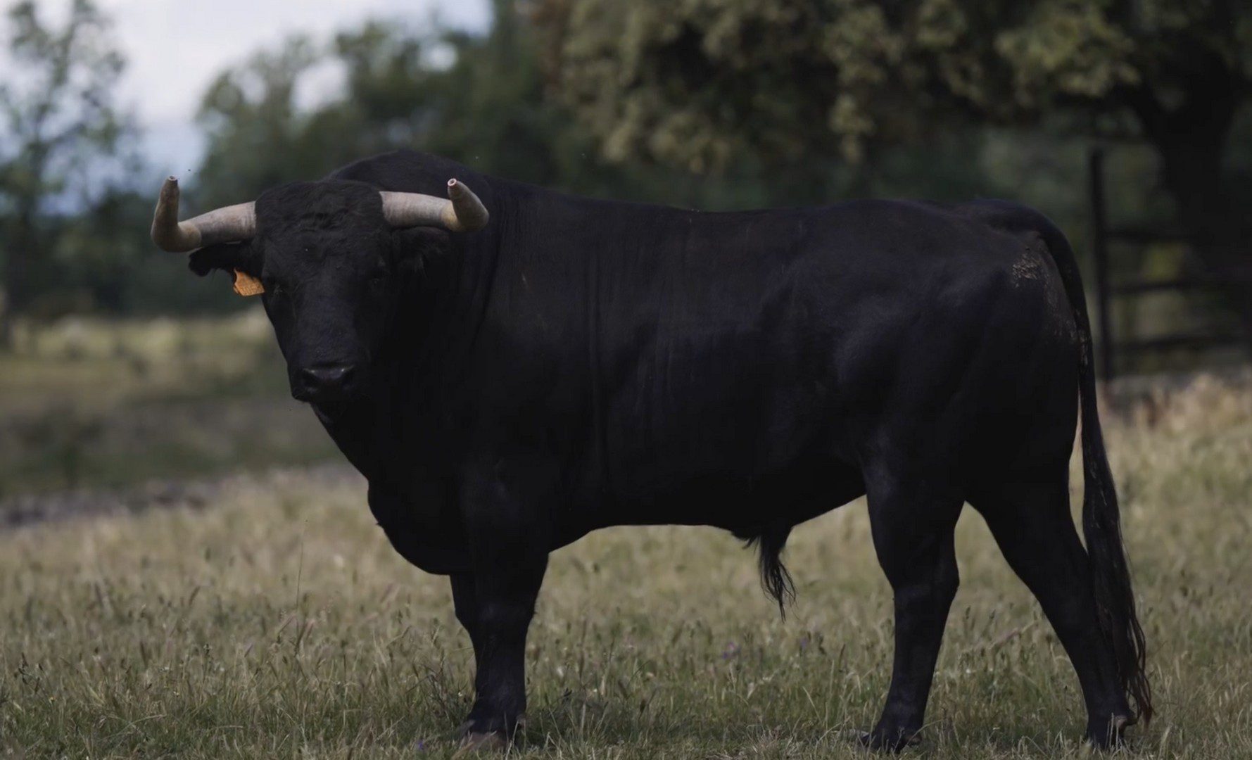 Pablo del Río muestra desde El Palomar los toros de Victoriano del Río para la Feria de Hogueras de Alicante