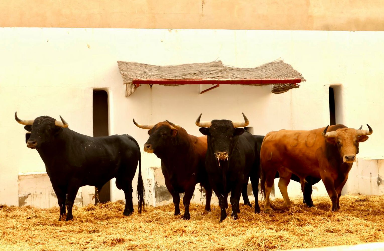 Sorteados los toros de Puerto de San Lorenzo y La Ventana del Puerto para la tarde de Navalón, Marco Pérez y Víctor Hernández en Alicante
