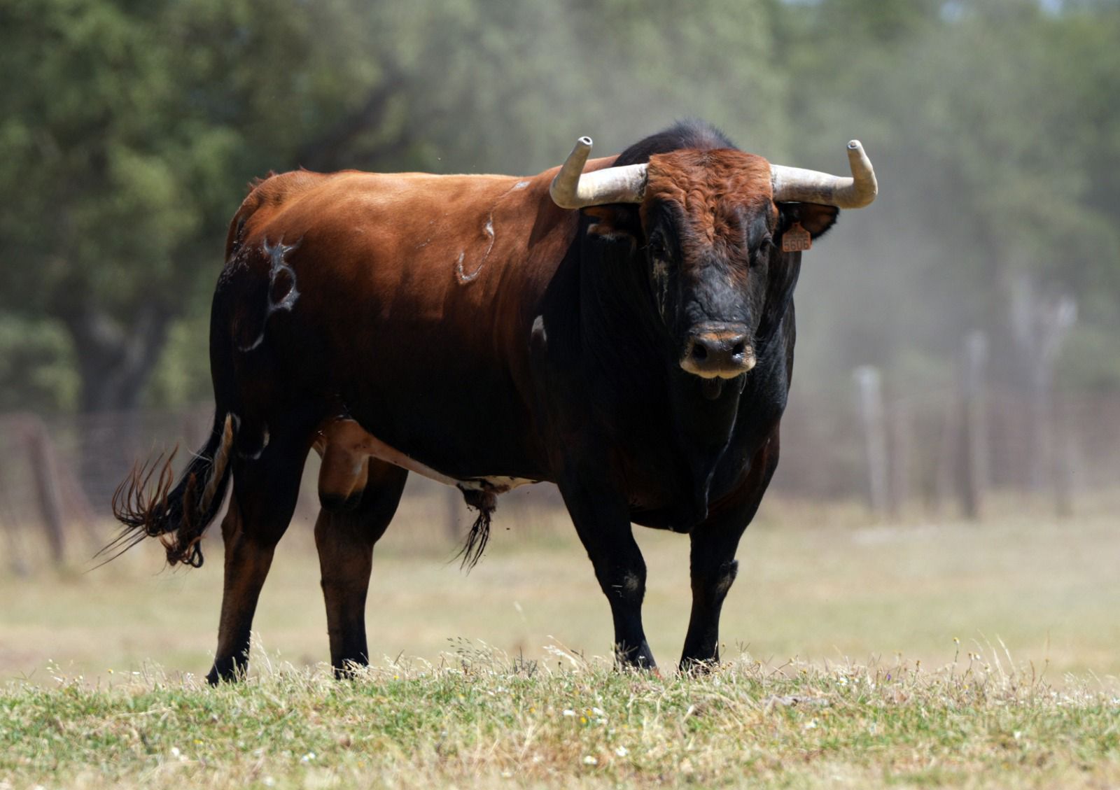 Los toros de Peñajara, en fotos desde el campo, para su debut en la Feria de San Juan de Soria