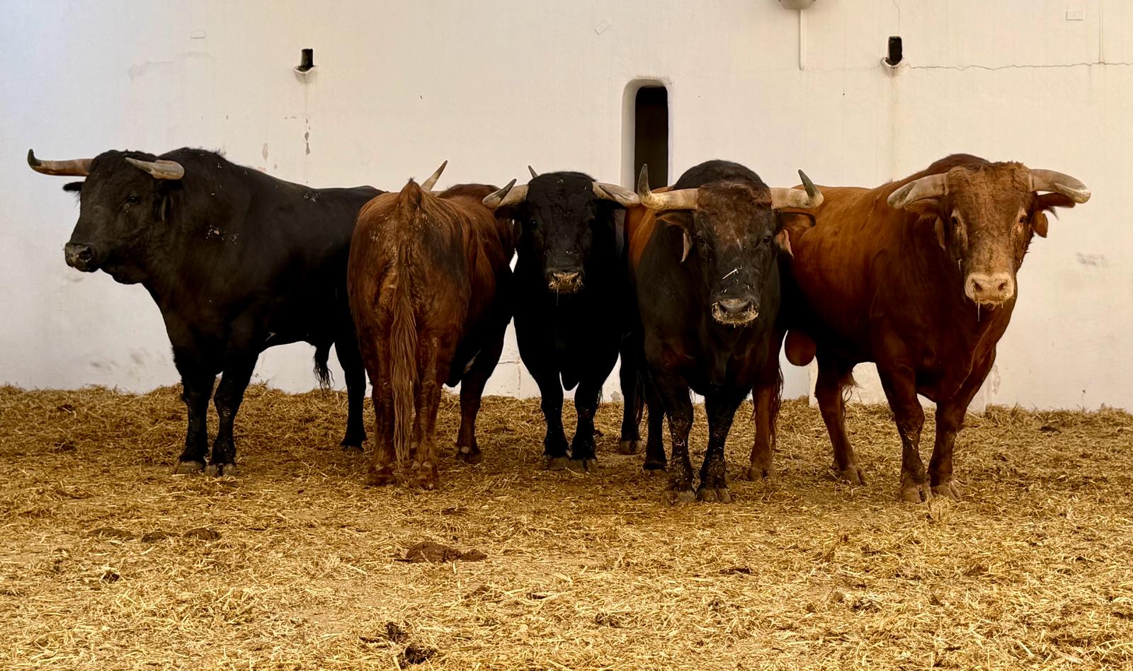 'Madrugador' el toro del debut de la ganadería de Santiago Domecq en Alicante