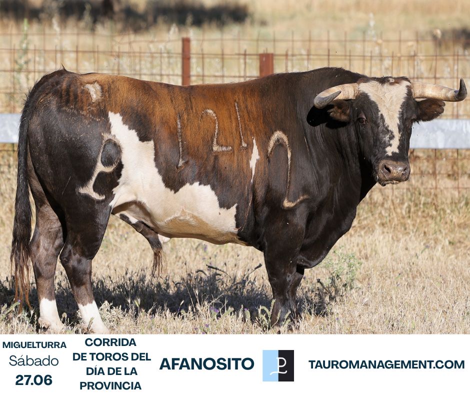 En fotos desde El Cortijillo, los toros de Alcurrucén para la corrida del Día de la Provincia en Miguelturra