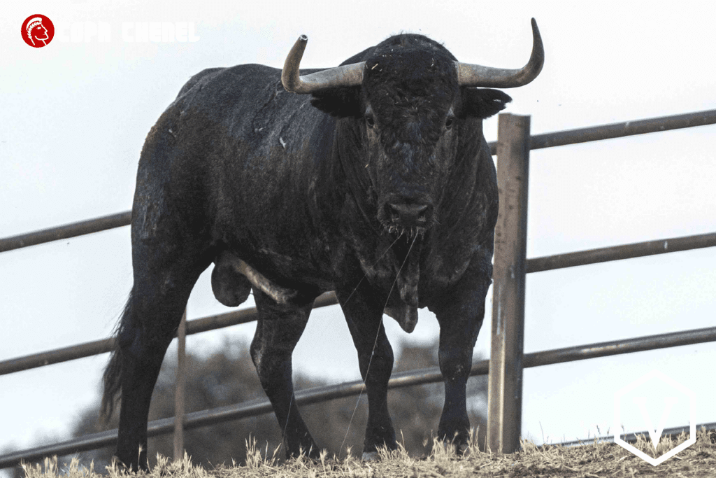 En imágenes, los toros de Castillejo de Huebra y Adolfo Martín para la cita de la Copa Chenel en San Martín
