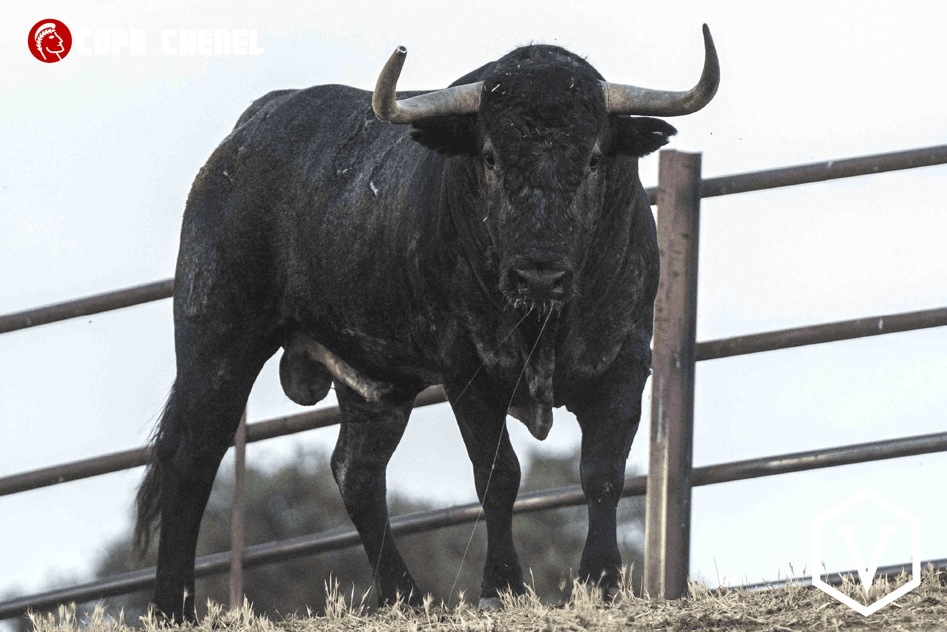 En imágenes, los toros de Castillejo de Huebra y Adolfo Martín para la cita de la Copa Chenel en San Martín