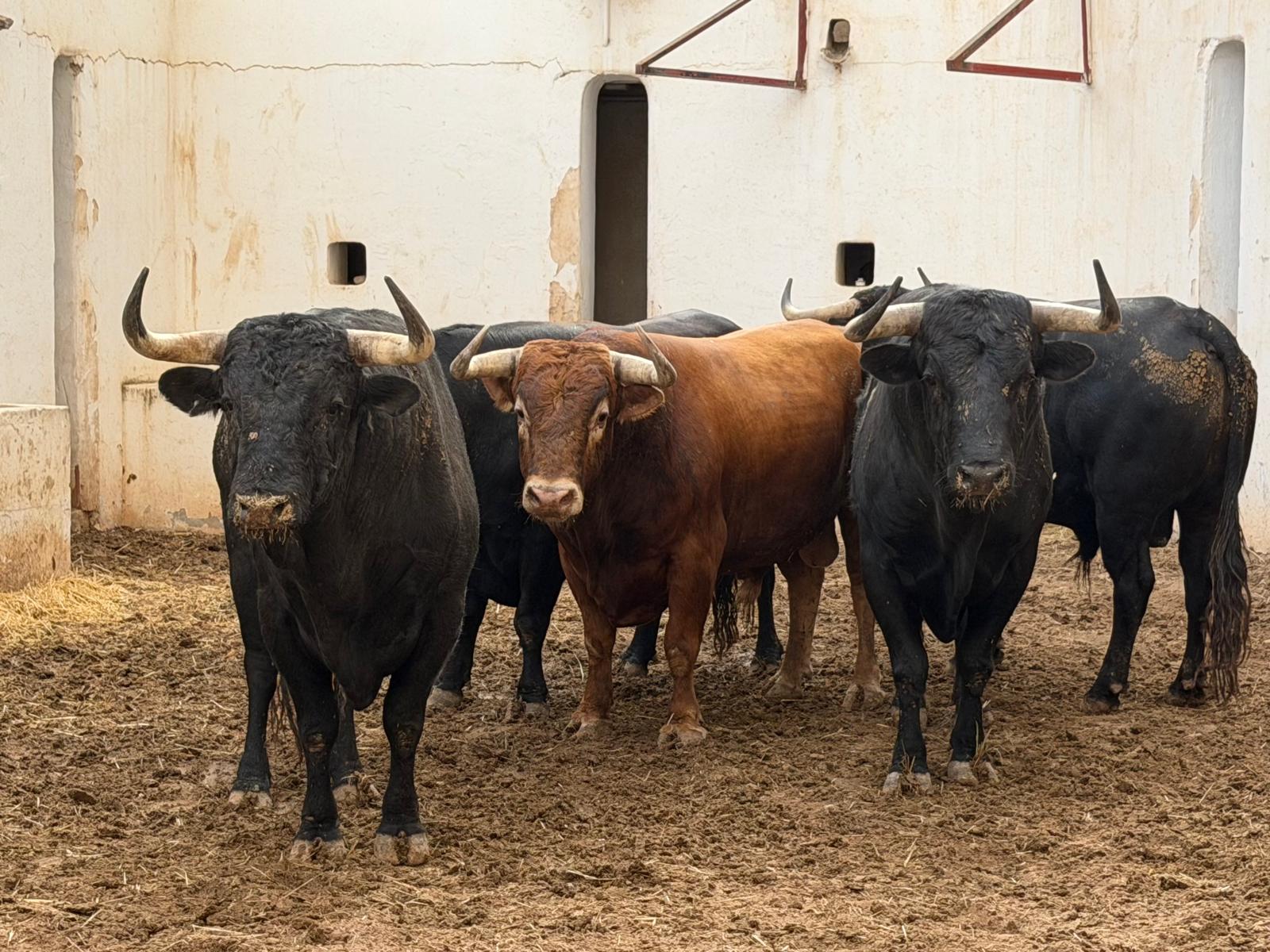 Sorteados los toros de Álvaro Núñez para el “No hay billetes” de Morante, Manzanares y Roca Rey en Alicante