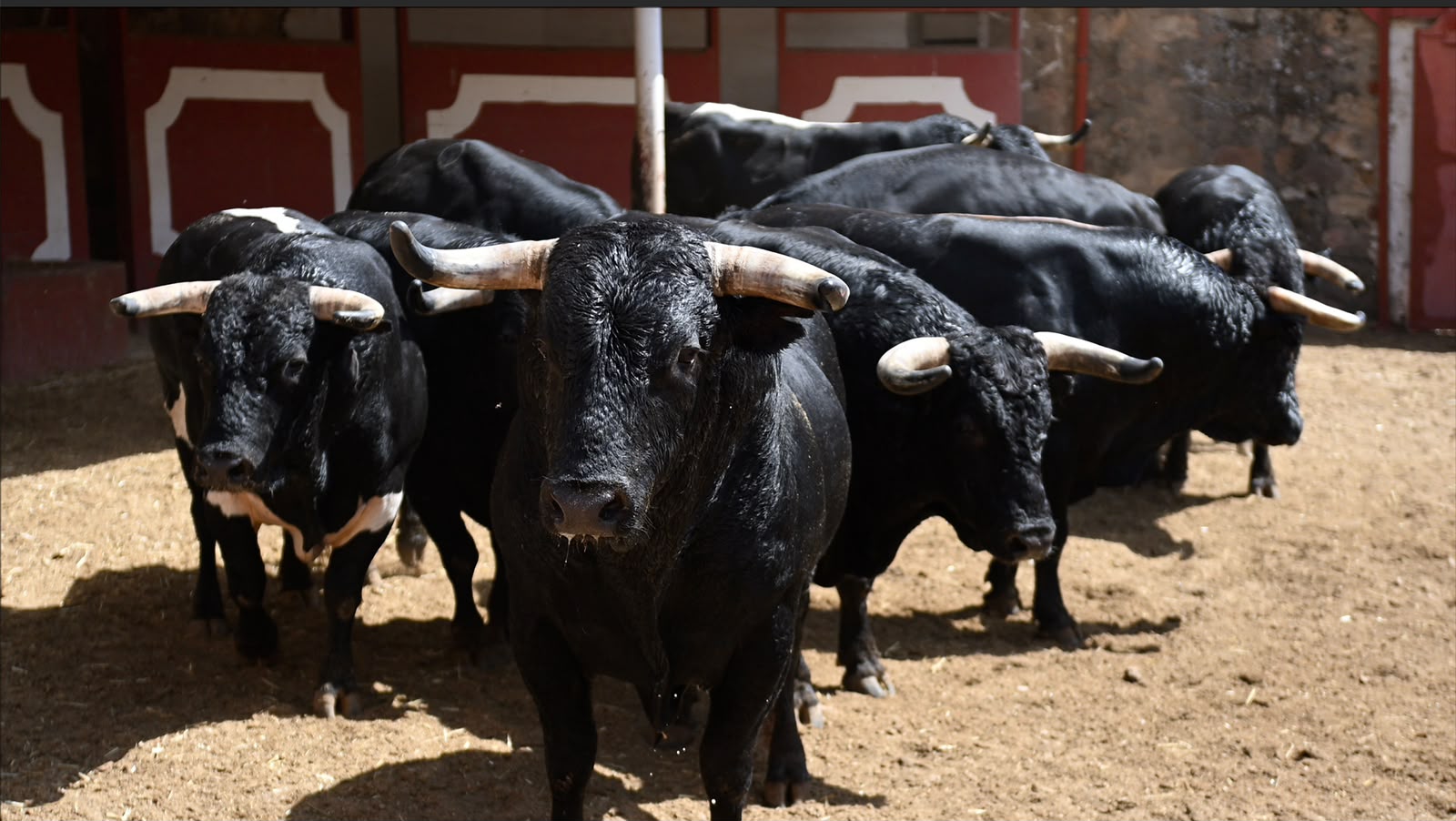 Sorteados los toros de Pallarés y Benítez Cubero para abrir la Feria de San Juan de Soria