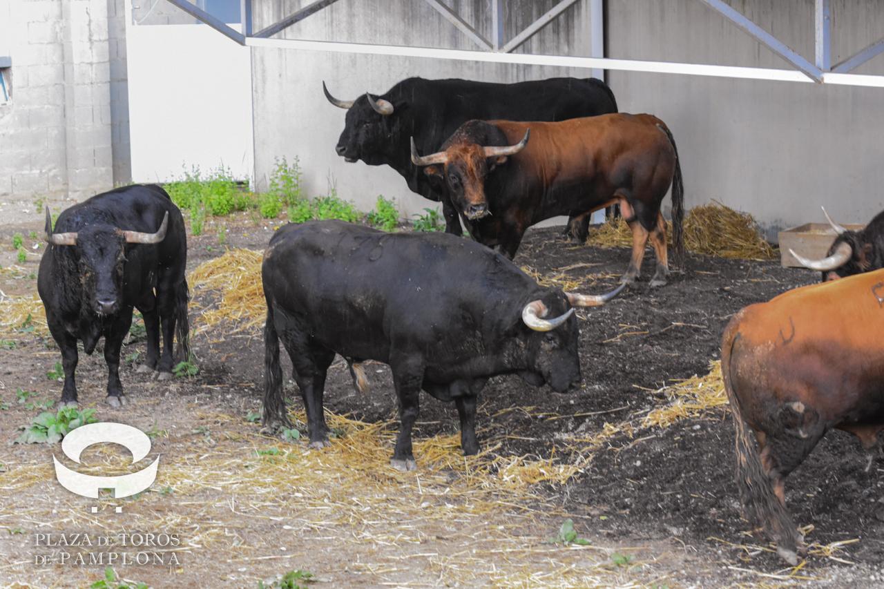 Primeros toros en Pamplona: Victoriano del Río desembarca en los Corrales del Gas y El Capea llega a la plaza