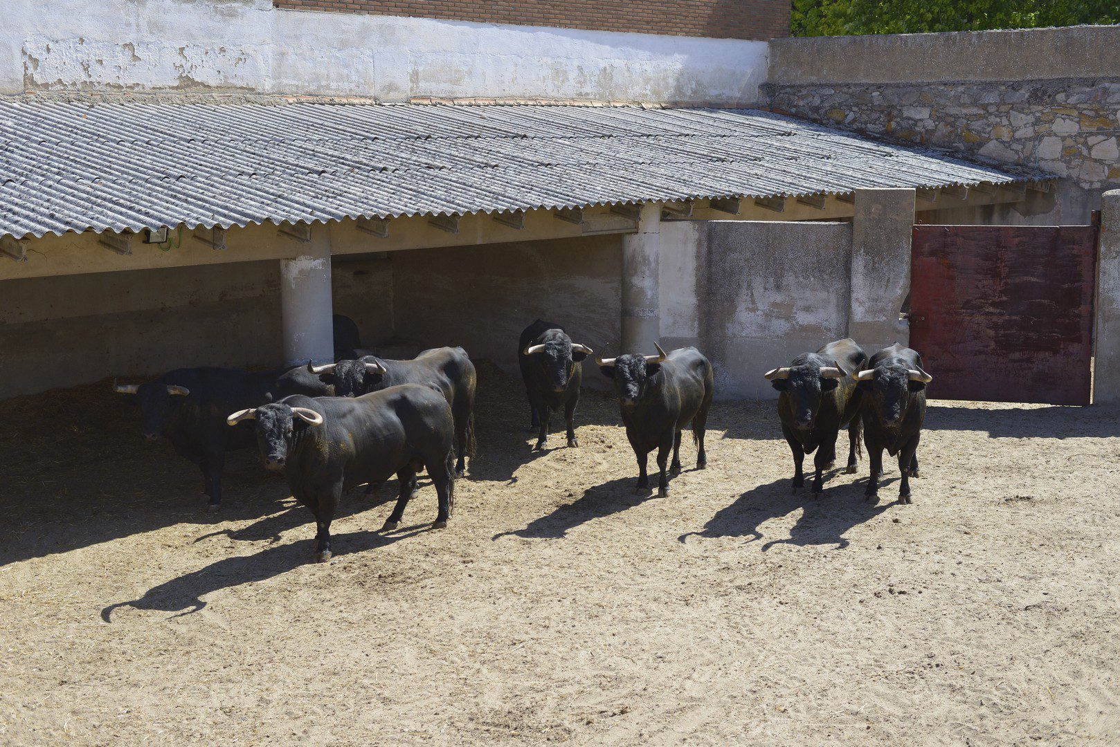 Sorteados los toros de Castillejo de Huebra y José Manuel Sánchez para el cartel de Banderilleros de Oro en Zamora