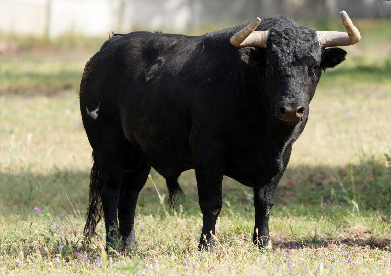 En fotos desde el campo, los toros de Castillejo de Huebra para los “Banderilleros de Oro” en Zamora