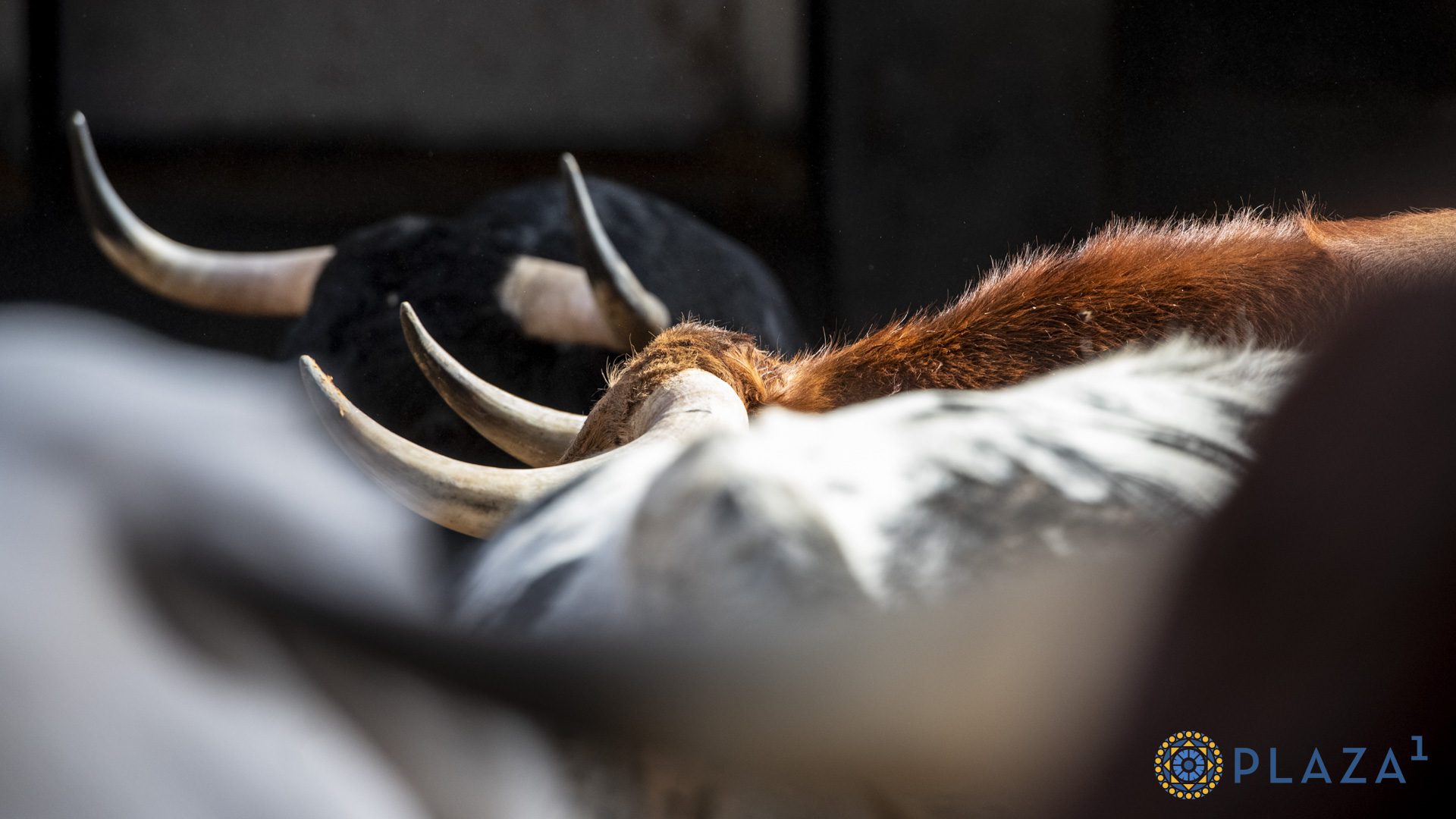 Cuatro toros de Valdefresno y dos de Couto de Fornilhos para la nocturna de hoy en Las Ventas