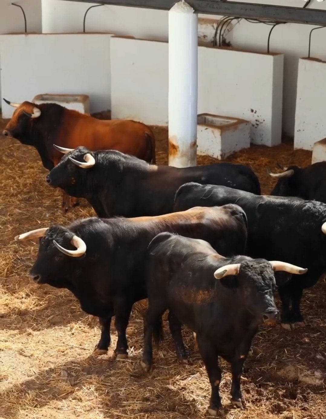 Sorteados y enchiquerados los toros de El Freixo para Morante, Talavante y David de Miranda en Marbella