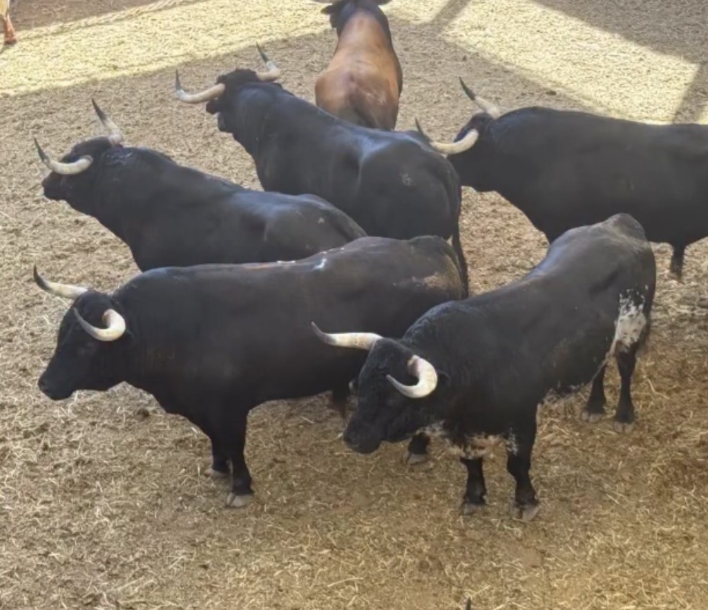Las Ventas rechaza la corrida de Lagunajanda para San Isidro y busca contrarreloj un encierro sustituto