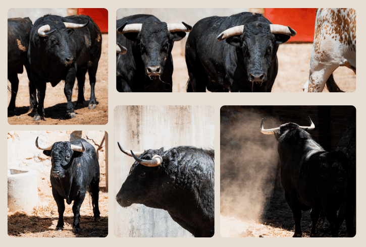 Sorteados los toros de la corrida de ganaderías salmantinas para Morante, Luque y Marco Pérez