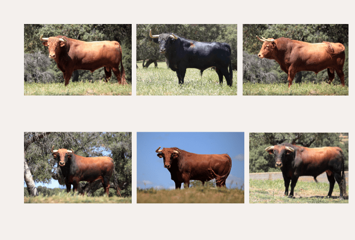 En fotos, los toros de El Pilar en el campo para la cita de Emilio de Justo, Borja Jiménez y Diosleguarde en Zamora