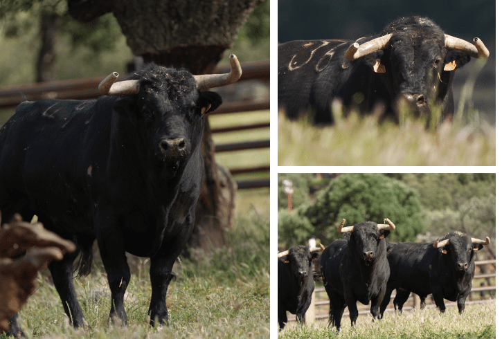 Aprobada la corrida de Zalduendo para el Corpus de Toledo con el visto bueno del equipo veterinario