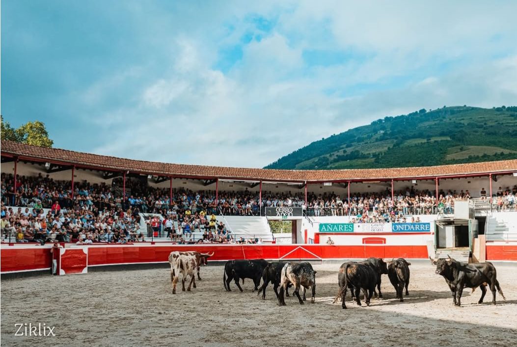 Azpeitia suspende la tradicional desencajonada de San Ignacio por la Dermatosis Nodular Contagiosa