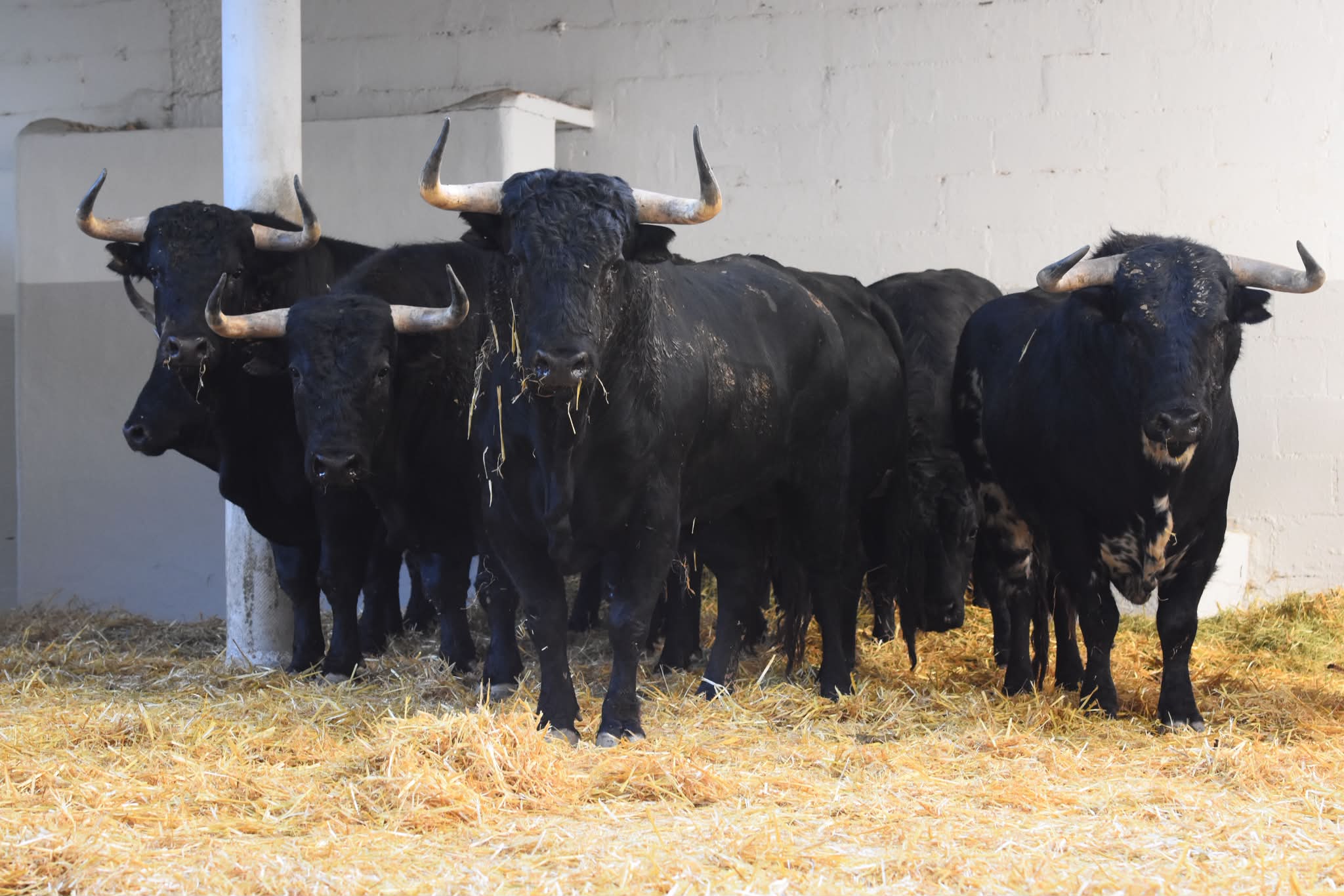 La novillada de Ganadería de Pincha ya descansa en los corrales de Pamplona para abrir la Feria del Toro