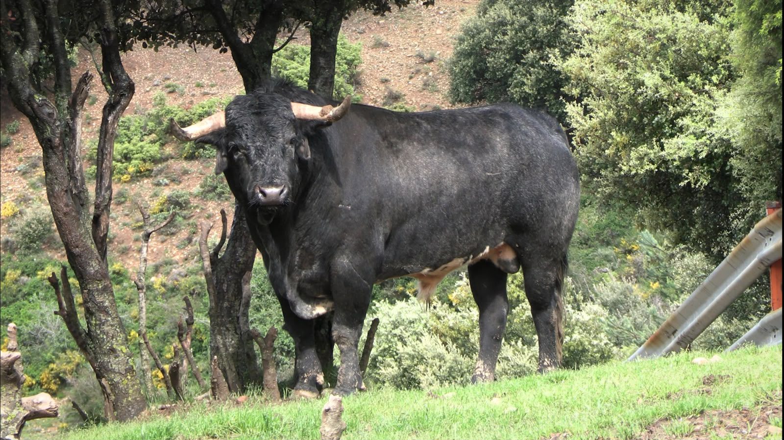 José Luis muestra en vídeo los toros de Los Maños para Teruel: “Vamos con el deseo de honrar el nombre de Víctor Barrio”