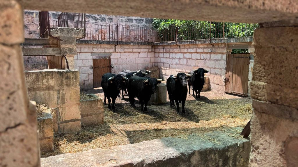 Los toros de El Capea ya esperan en Muro para una cita con Ferrera, Perera y Olga Casado