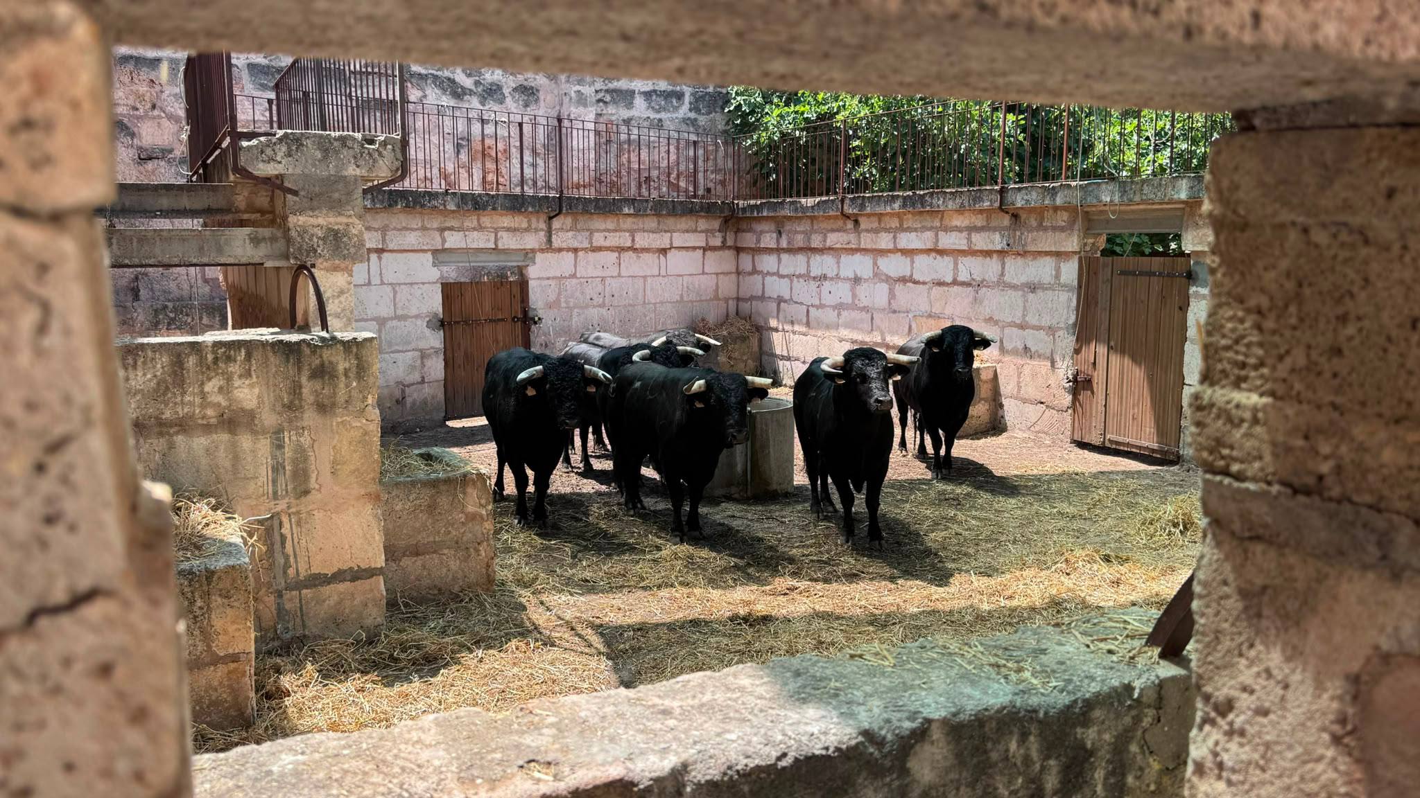 Los toros de El Capea ya esperan en Muro para una cita con Ferrera, Perera y Olga Casado