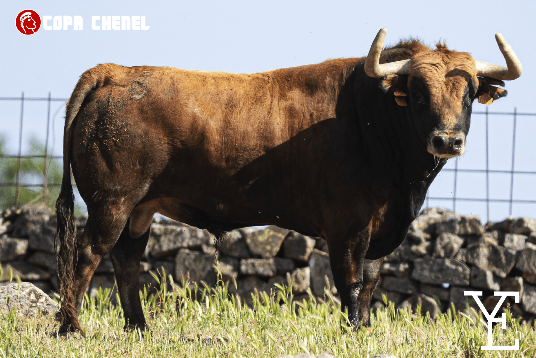 En imágenes: los toros de La Machamona y Los Eulogios para el regreso de los toros a Daganzo 16 años después